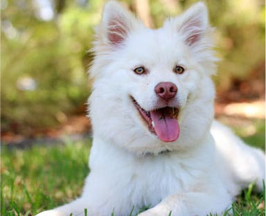 Hospital Veterinário Santa Cecília